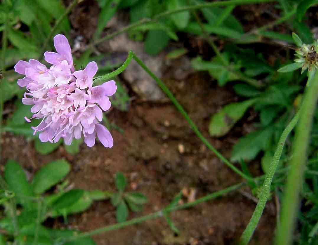 Image of Pincushion Flowers