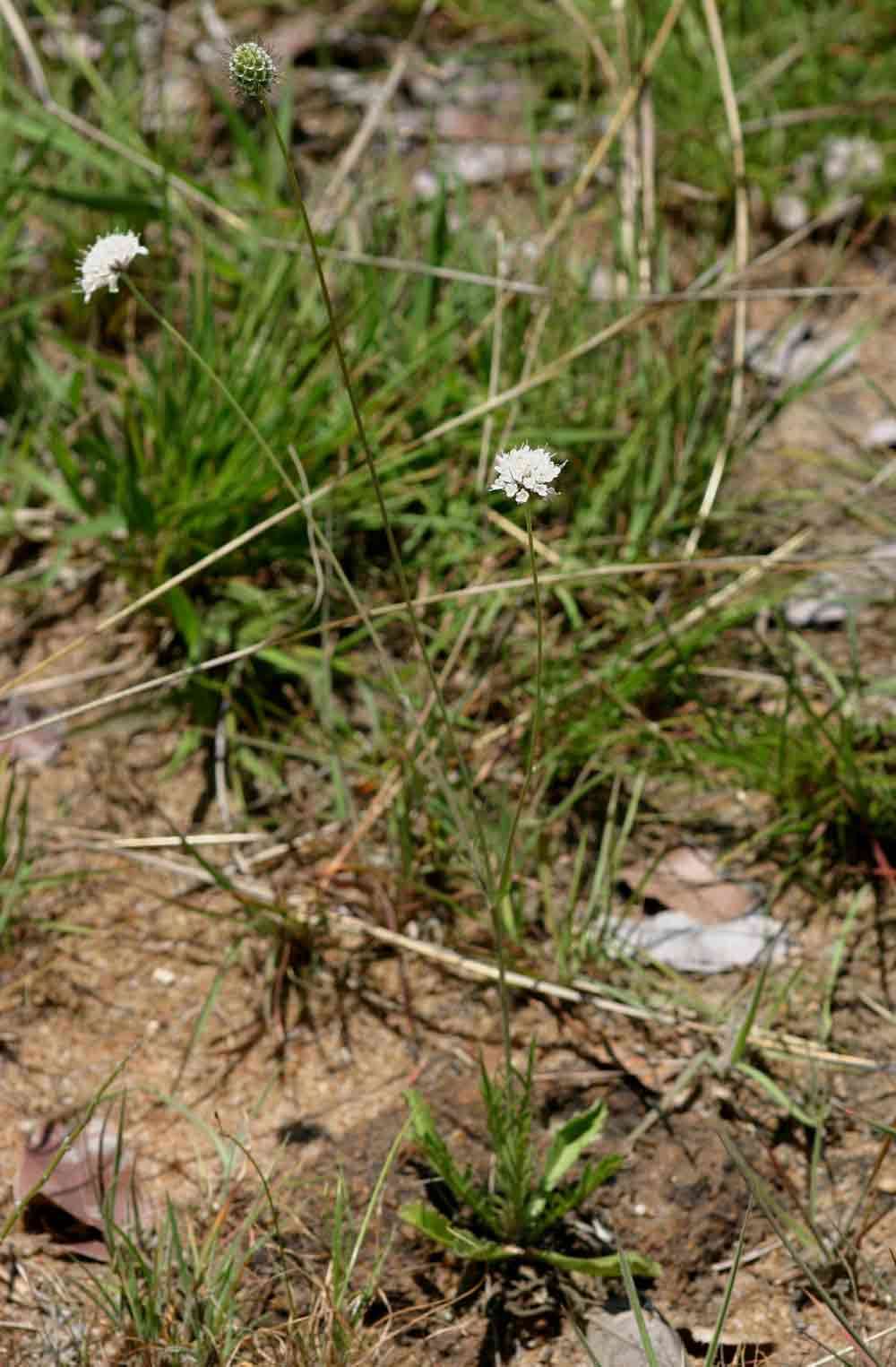 Image of Pincushion Flowers