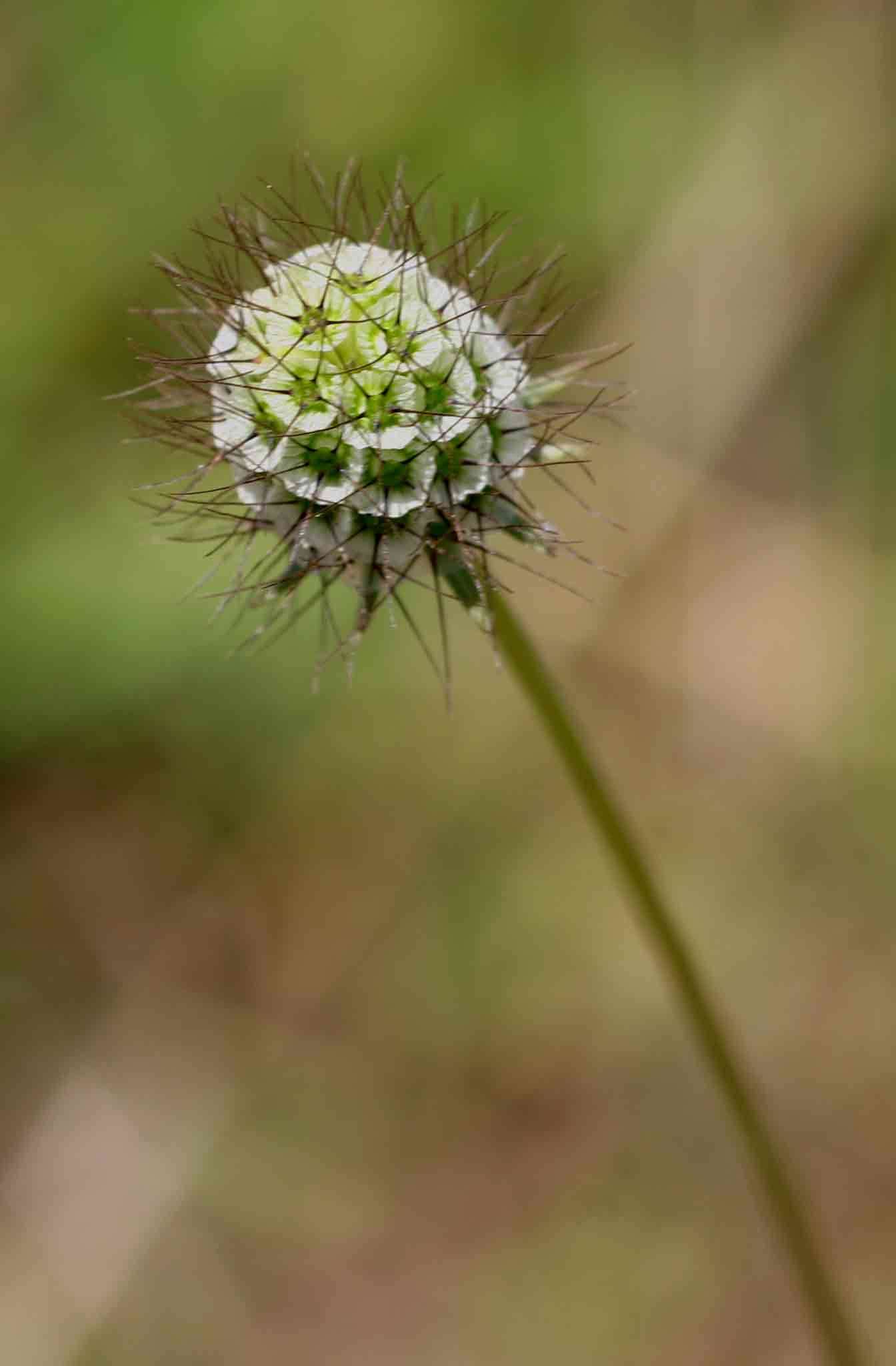 Image of Pincushion Flowers