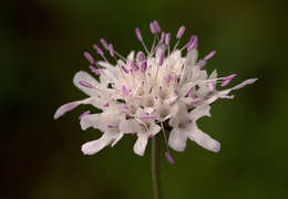 Image of Pincushion Flowers