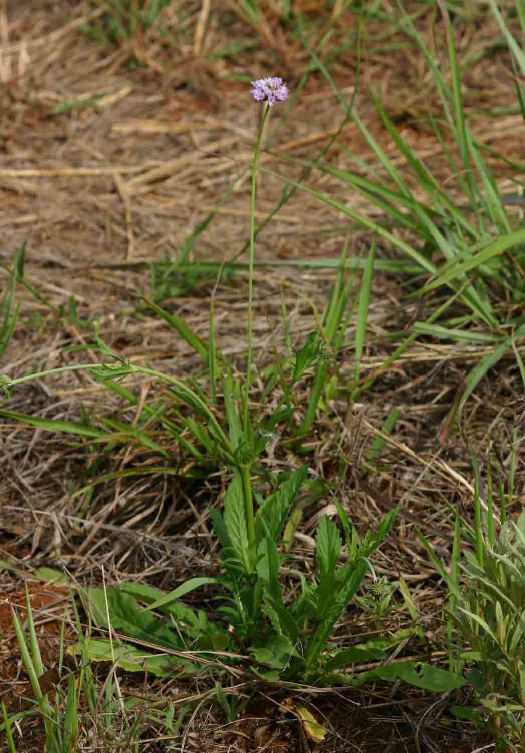 Image of Pincushion Flowers