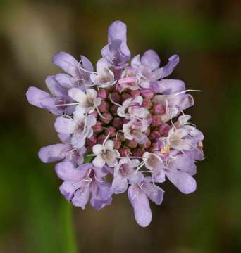 Image of Pincushion Flowers