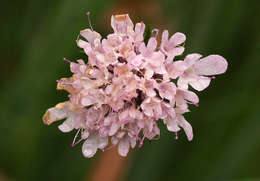 Image of Pincushion Flowers