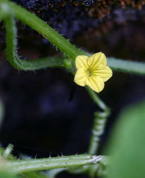 Image of Cucumis oreosyce H. Schaef.