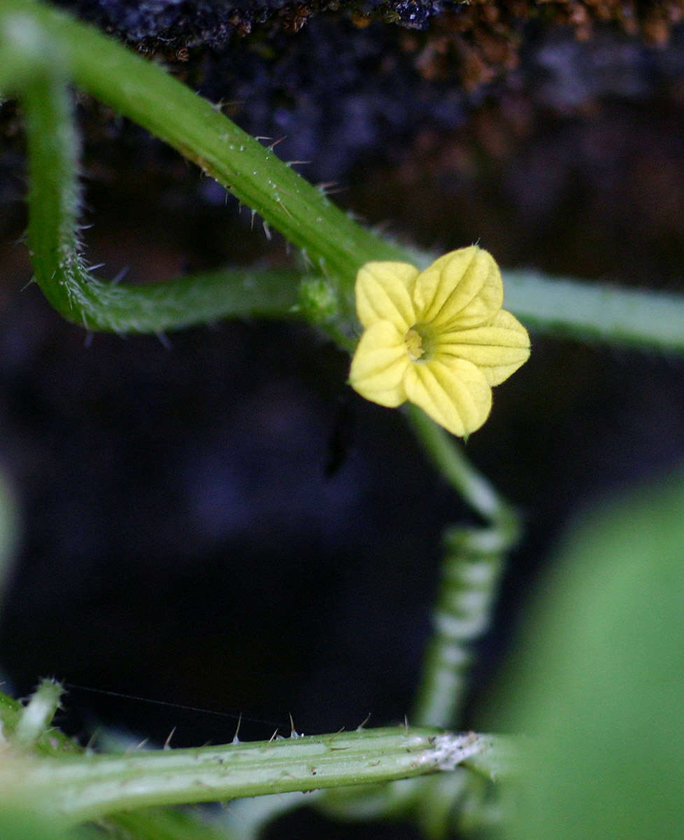 Plancia ëd Cucumis oreosyce H. Schaef.