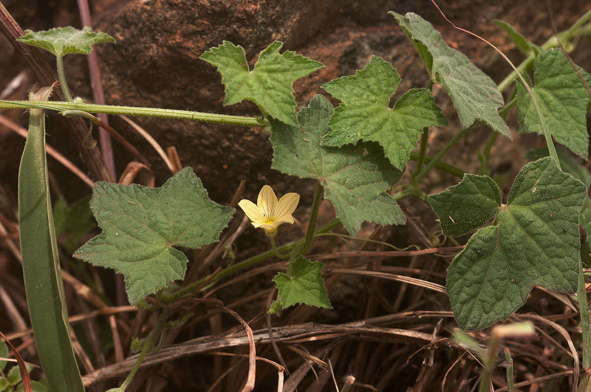 Plancia ëd Cucumis oreosyce H. Schaef.