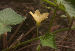 Plancia ëd Cucumis oreosyce H. Schaef.