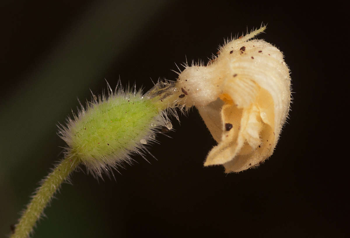 Plancia ëd Cucumis oreosyce H. Schaef.