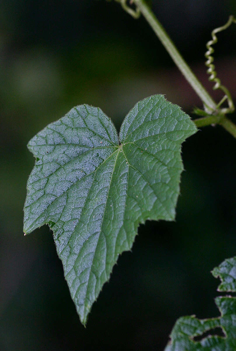 Plancia ëd Cucumis oreosyce H. Schaef.