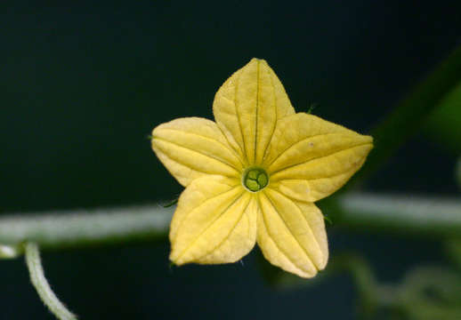 Plancia ëd Cucumis oreosyce H. Schaef.