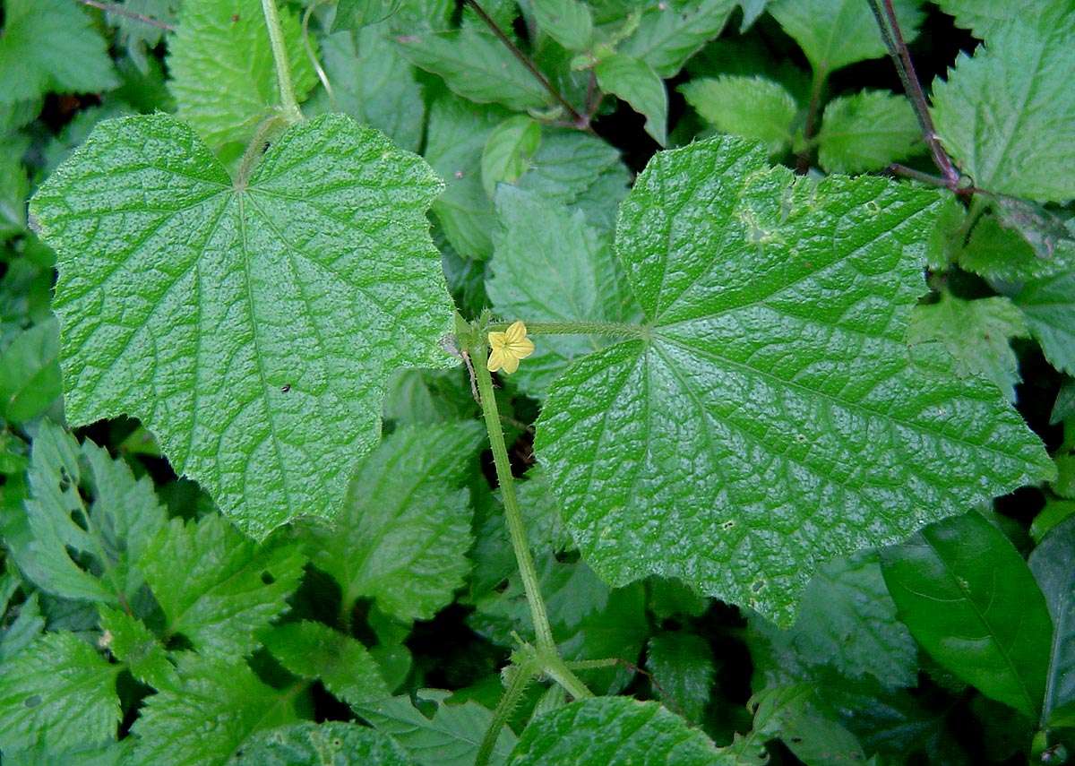 Image of Cucumis oreosyce H. Schaef.