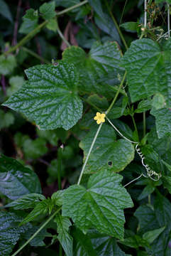 Image of Cucumis oreosyce H. Schaef.