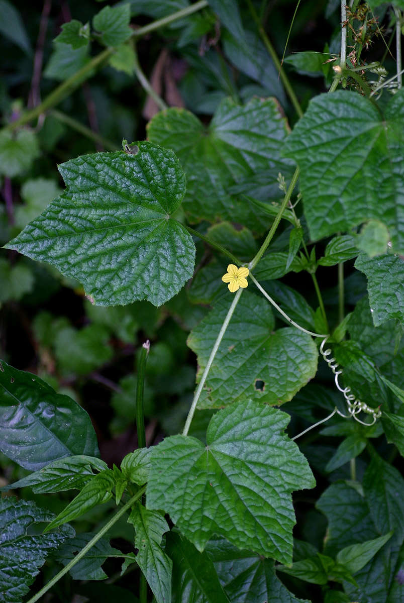 Plancia ëd Cucumis oreosyce H. Schaef.