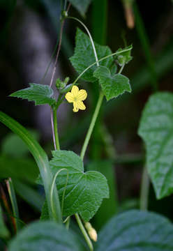 Image of Cucumis oreosyce H. Schaef.