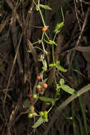 Image of Cucumis maderaspatanus L.