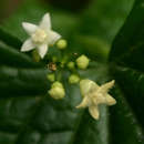 صورة Zehneria scabra subsp. scabra