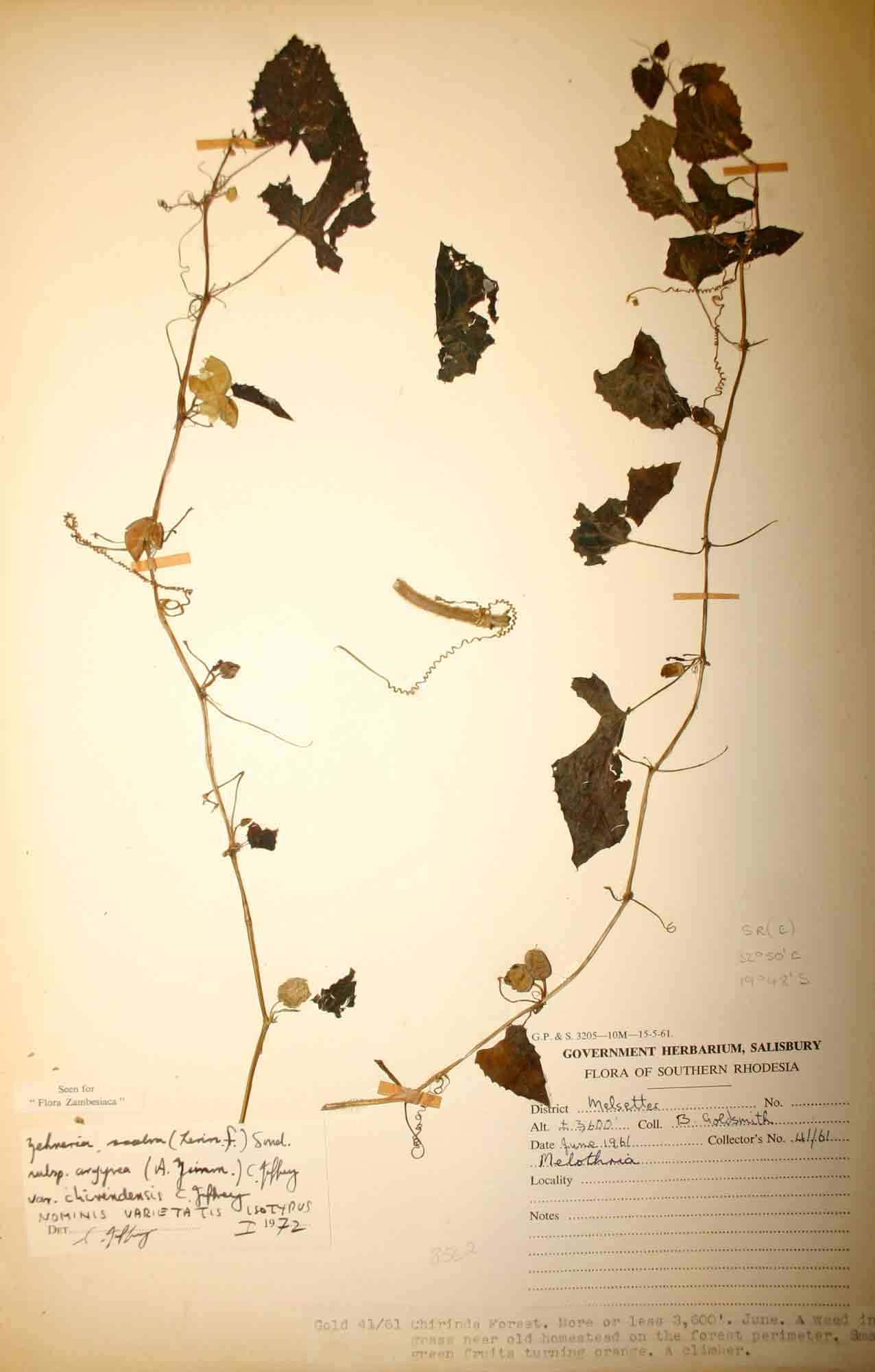 Image of <i>Zehneria scabra</i> (L. fil.) Sond. ssp. argyrea (A. Zimm.) C. Jeffrey var. chirindensis C. Jeffrey