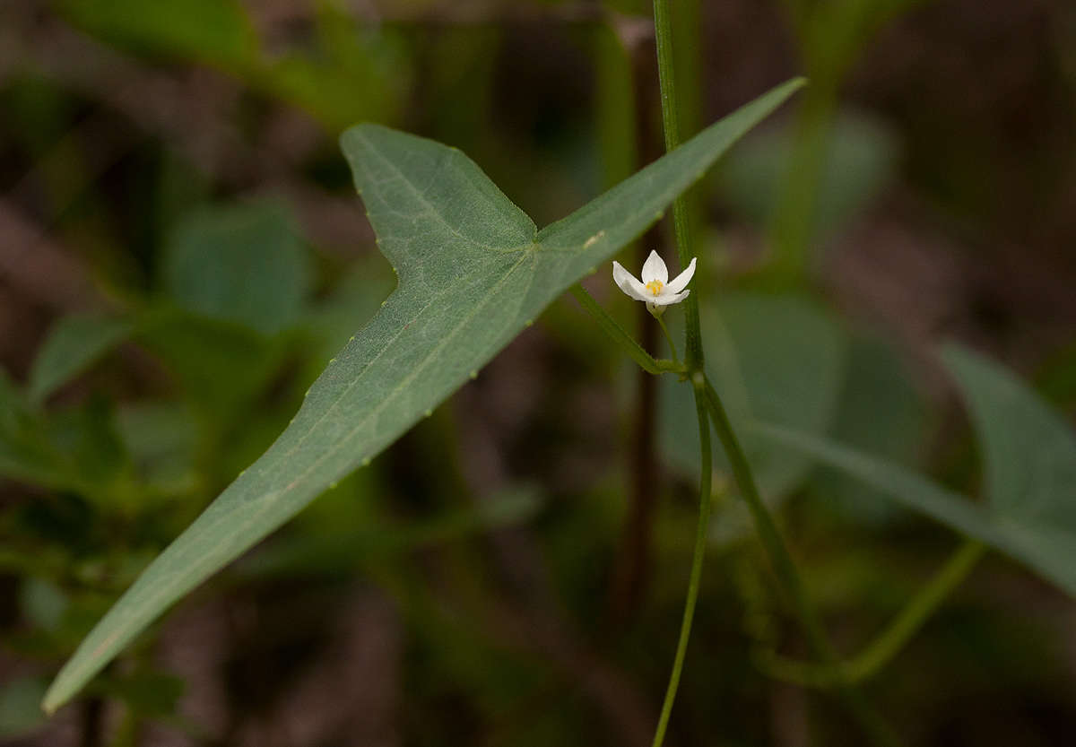 Image of Zehneria