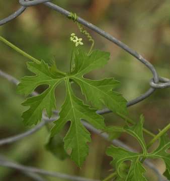 Plancia ëd Blastania