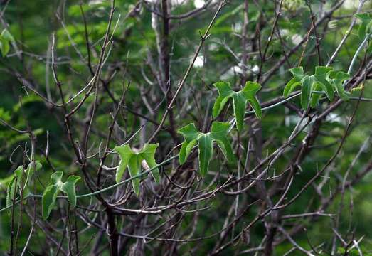 Plancia ëd Corallocarpus