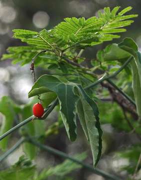 Image of Corallocarpus