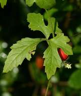 Plancia ëd Corallocarpus