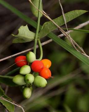 Image of Corallocarpus