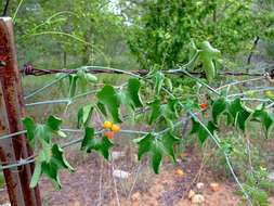 Plancia ëd Corallocarpus