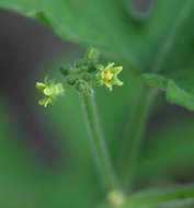 Image of Corallocarpus boehmii (Cogn.) C. Jeffrey