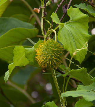 Image of Momordica foetida Schum.