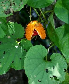 Image of Momordica foetida Schum.