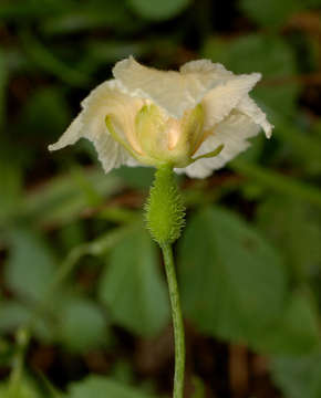 Image of Momordica foetida Schum.