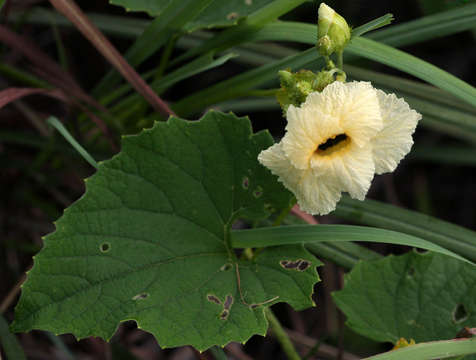 Image of Momordica foetida Schum.