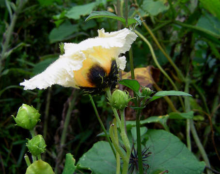 Image of Momordica foetida Schum.