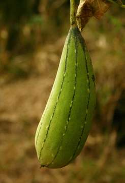 Image of luffa