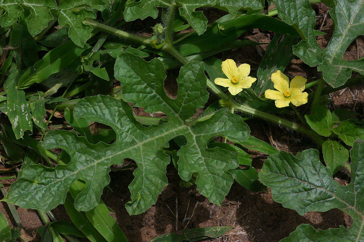 Image of Desert Vines