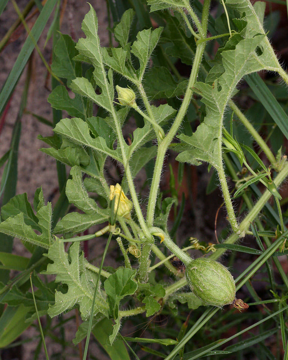 Image of Desert Vines