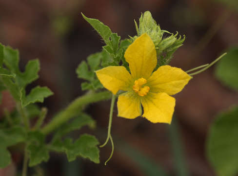 Image of Desert Vines