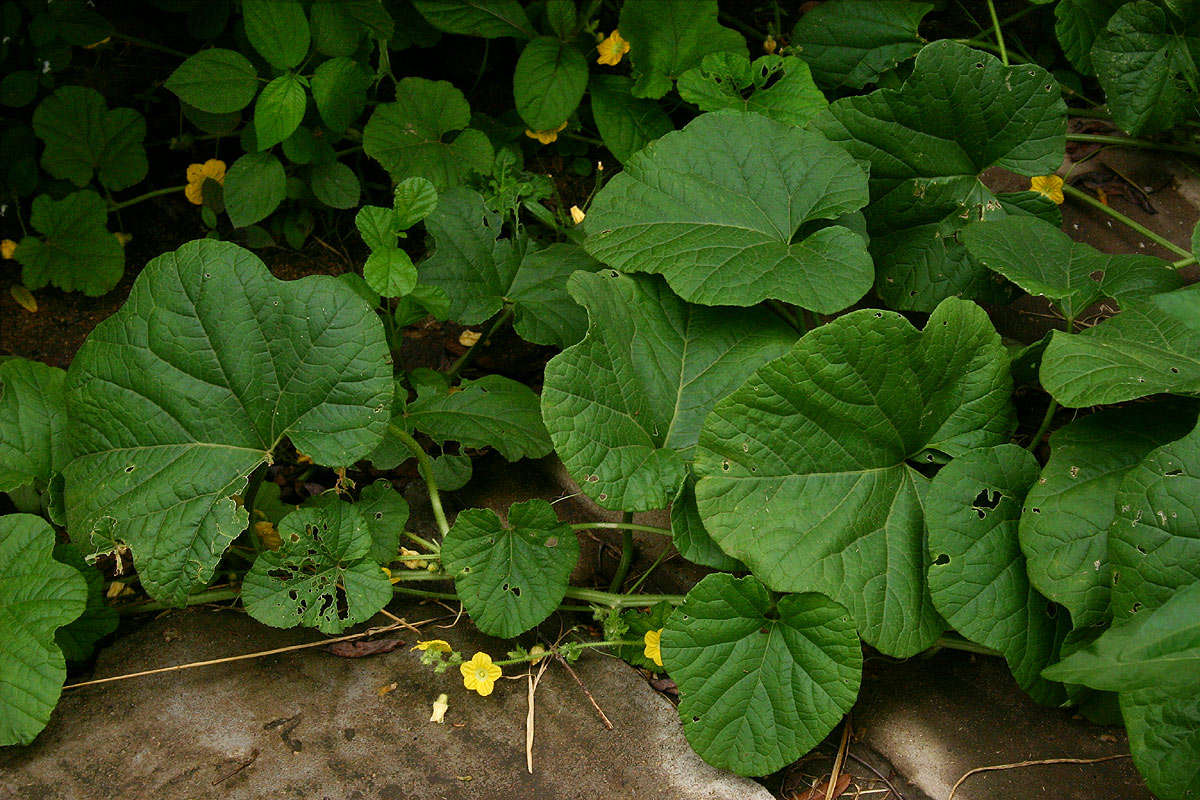 Image of cucumber family