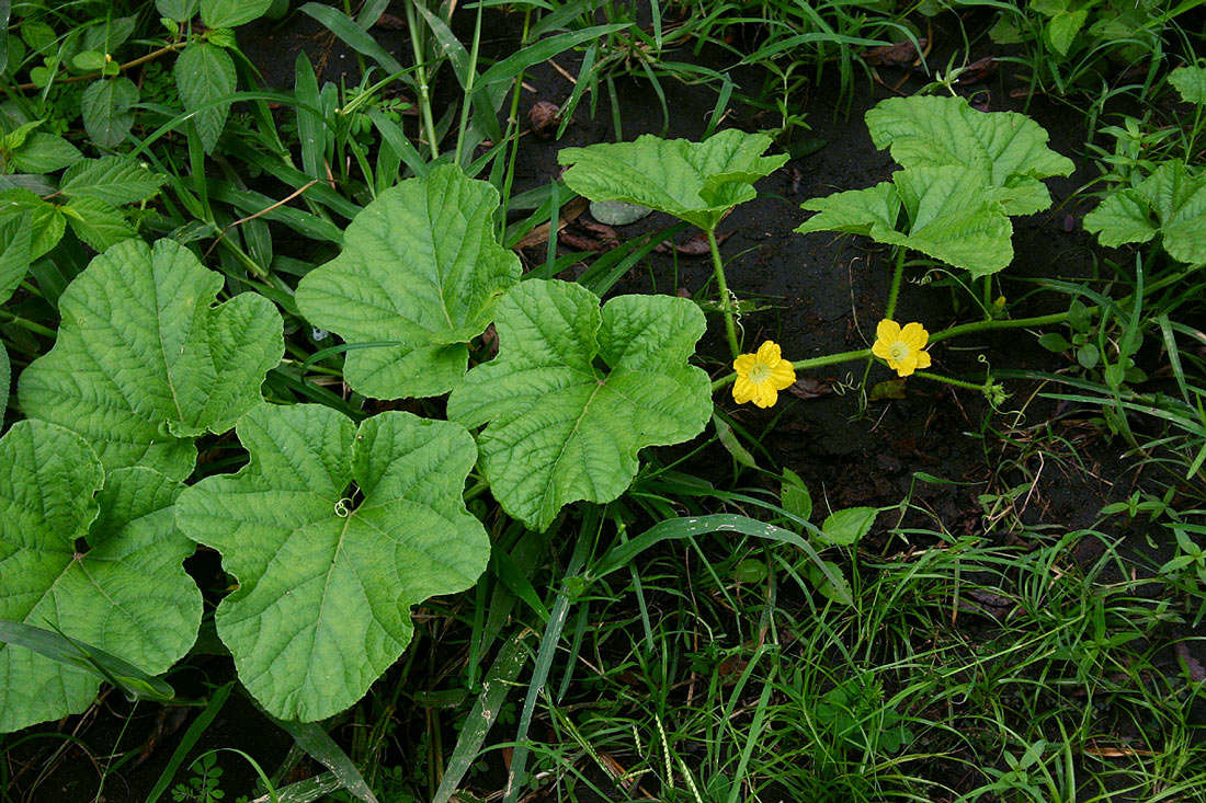 Image of cucumber family