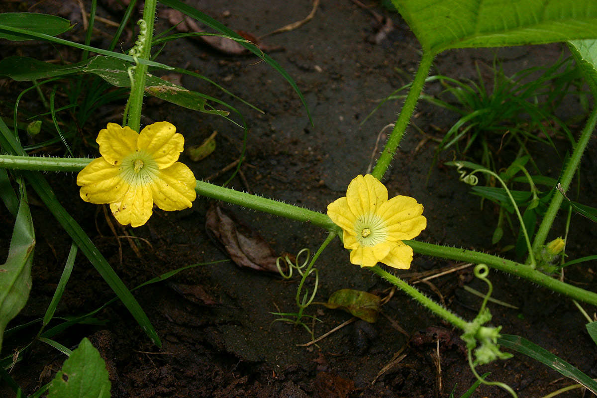 Image of cucumber family