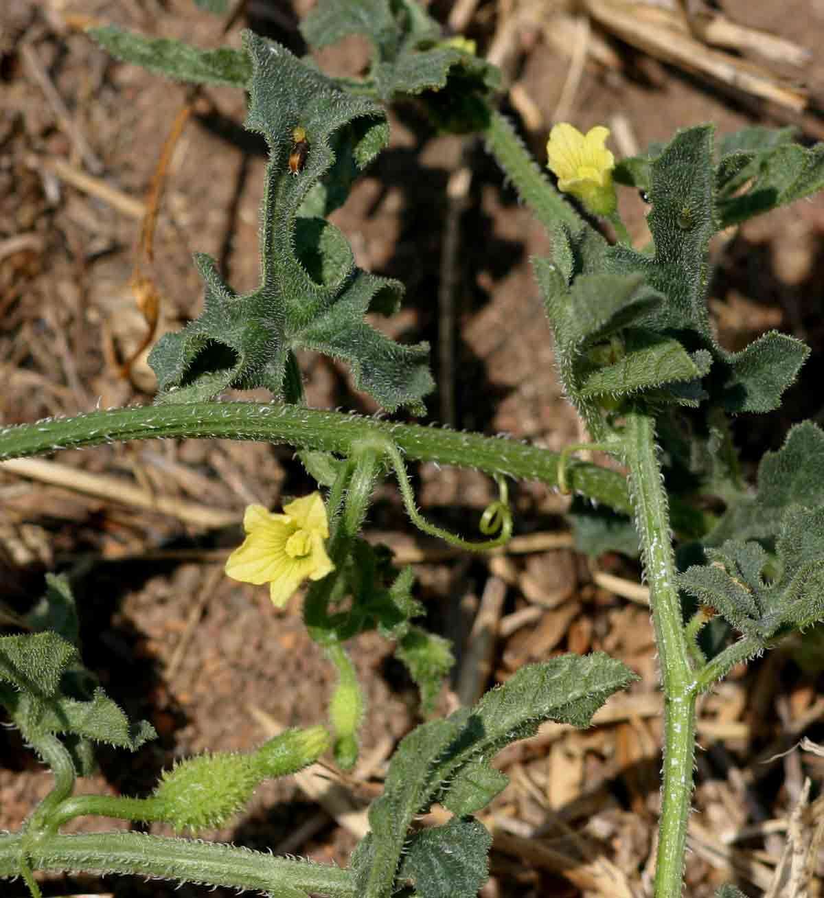 Image of South African Spiny Cucumber