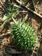 Image of South African Spiny Cucumber