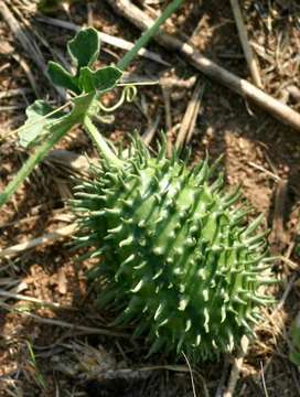 Image of Cucumis zeyheri Sond.