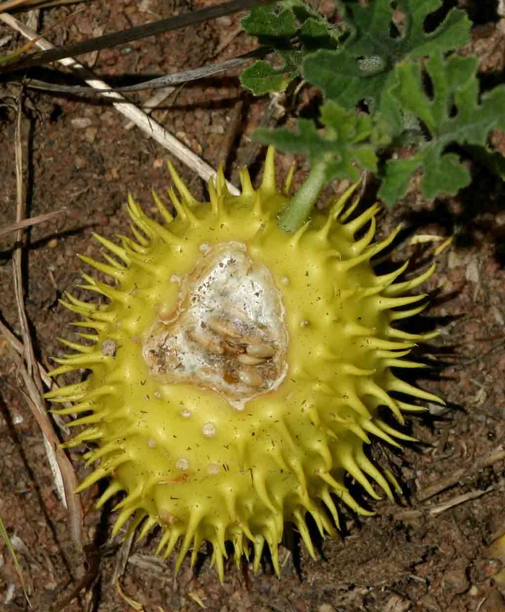 Image of South African Spiny Cucumber