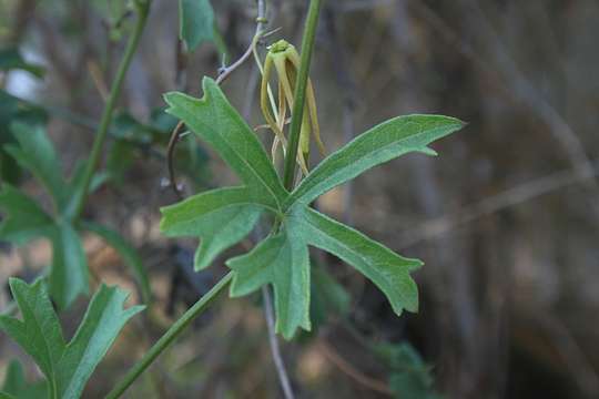 Image of Trochomeria macrocarpa (Sond.) Harv.