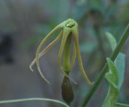 Image of Trochomeria macrocarpa (Sond.) Harv.