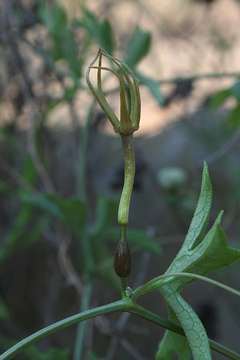 Image of Trochomeria macrocarpa (Sond.) Harv.