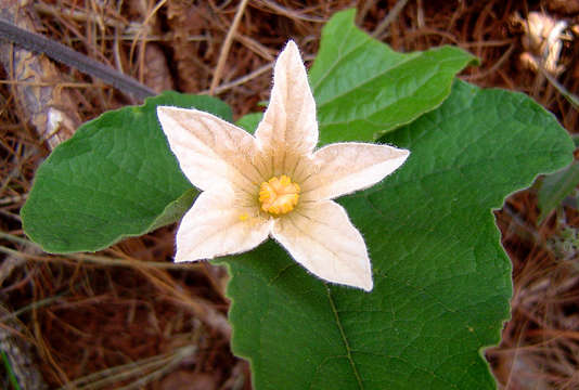 Image of coccinia