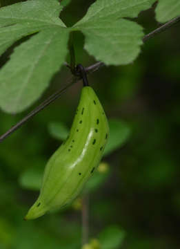 Image of coccinia